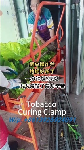 How We Process Tobacco: A Look Inside Our Curing Barn with Metal Tobacco Clamps