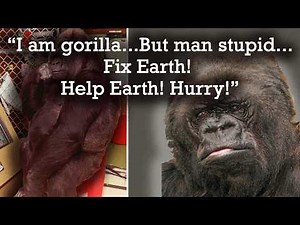Talking Gorilla Asks About Death: Her Final Message to Humanity Is Haunting