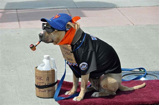Watch dogs enjoying being at baseball games