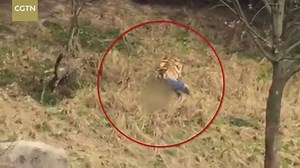 Video: Tiger mauls man in Chinese zoo