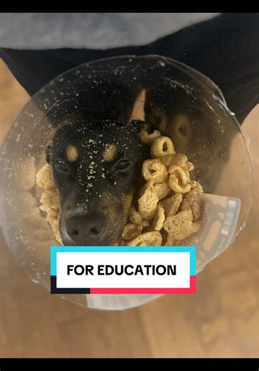 This is why kennel training is so important. I was home getting dressed for work, but he goes into a kennel if no one is home. #dog #fosterdog #animalshelter #petsafety