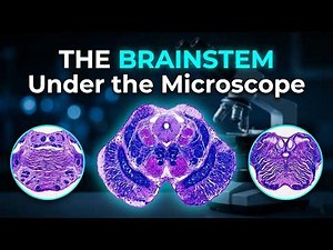 Brainstem Histology: Identify Medulla, Pons, and Midbrain
