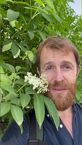 La saison des fleurs de sureau noir commence dans certaines régions 🌳😍 Visitez lechemindelanature.com pour vous former ! | Le Chemin de la Nature