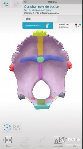 Porciones del hueso occipital | parte 3 #Anatomía #Medicina #Estudio #tiktok