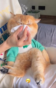 Cute Cat Club on Instagram: " from @金三柜 - DY #cutecatonline . . . #catloversclub #catsofinstagram #ilovemycat #instagramcats #nature #catoftheday #lovecats #furry #lovekittens #adorable #catlover #instacat #thedailykitten #cat #cats #catsagram #catstagram #instagood #kitten #kitty #kittens #pet #pets #animal #animals #petstagram #petsagram #photooftheday #lovecats"