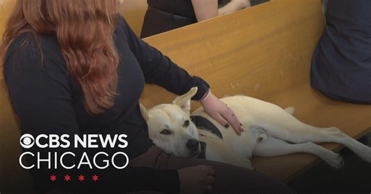 Shelter dogs trained by Cook County Jail inmates visit domestic violence courthouse as therapy dogs