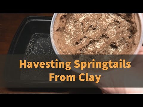 How To Get Springtails Out of Clay Cultures