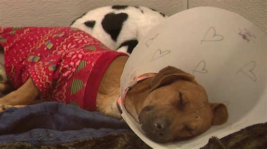 Maricopa County animal shelter seeks Christmas miracles for 600 dogs