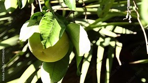 pomelo, Citrus maxima or Citrus grandis, is the largest citrus fruit from the Rutaceae family. It is a natural (non-hybrid) citrus fruit, native to South and Southeast Asia.