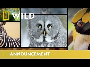 WILD Rewind 2020: Best Of The Animal Kingdom | Wild 100 | National Geographic Wild UK