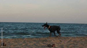 Happy excited Doberman black big male dog tongue, pet running around the beach, enjoying hot and perfect sunset on a sunny day at the sea, ocean sand. Runs after people and birds in slow motion action