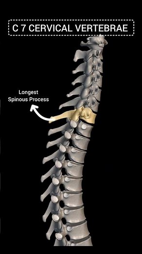 C7 cervical vertebrae #anatomy #education #science #trending #shorts #C7 #cervical #vertebrae