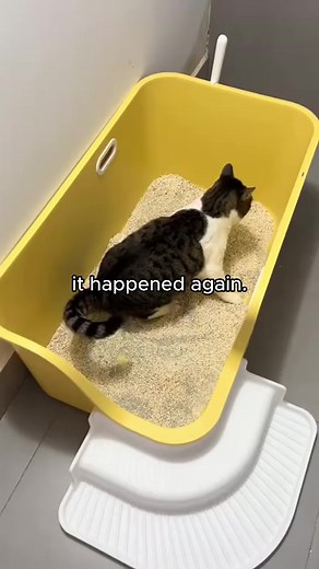 Cat Keeps Falling: A Subtle Foreshadowing