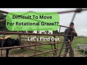 How Easy Is Rotational Grazing? Moving Cattle Stress Free.