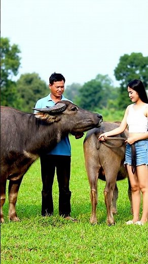 Daily life diary of a rural cattle farmer #71