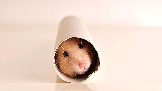 8 DIY hamster toys that are easy to make and super fun