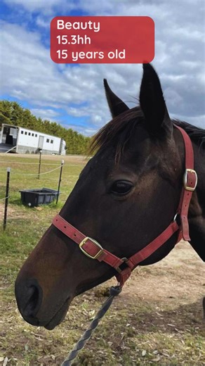 Celebrate the Year of the Horse by giving a rescue animal a new beginning 💖🐎 Find your fortune in one of our gorgeous Thoroughbred and Standardbred mares and geldings. We have horses ready to suit a range of caring, knowledgeable homes including companions, paddock mates, projects, and ready to start under saddle with potential to ride. Visit rspcavic.org/adoption to meet all our horses and submit an application for meet & greets, or get in touch with our team on 0413 309 035. | RSPCA Victoria