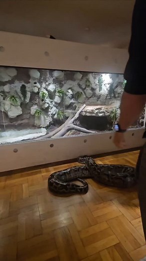 @fabian.zeitz on Instagram: "#enclosure #terraristik #tigerpython #burmesepython #reptilekeeper #amazing #terrariumbau #reptilesoftiktok #tiktok #tiktokgermany #python #snake #tooltime #work #exoticpets #wow #terrarium #viral #viraltiktok #foryou #4u #schlange #kiss #love #foryoupage #passion #exotic #fy #fypシ #fypageシ゚"