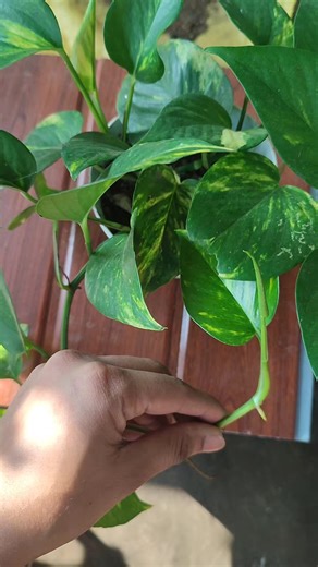 The pothos Hub 🍀 (@pothoshub) - Pothos Plant Potting Ideas for Beginners