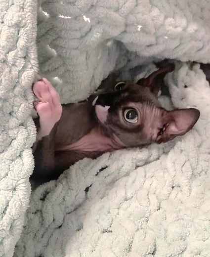 Кошечка Вэнди on TikTok