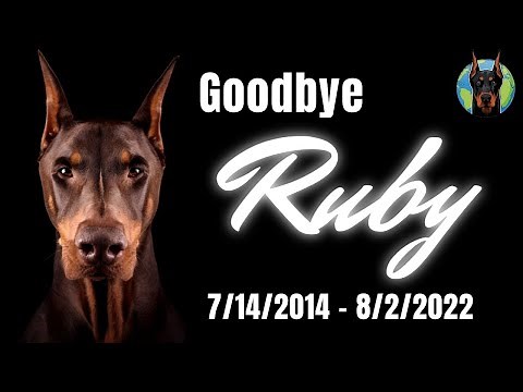 The Ruby Tribute—Farewell to a Doberman Legend (RubyDooby_Do)