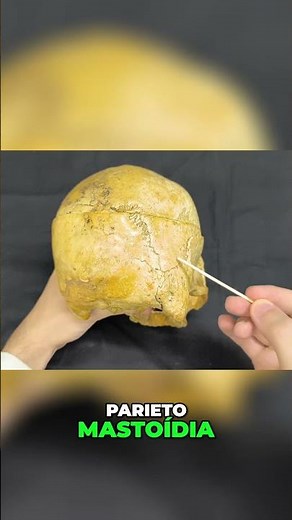 Anatomy of the Skull