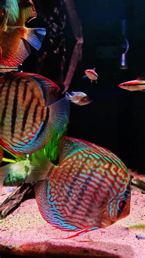 Macro Magic: Discus Fish’s Iridescent Scales Up Close ✨