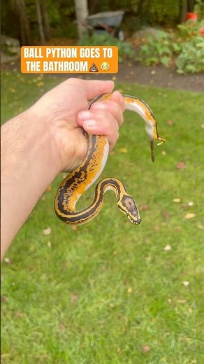 BALL PYTHON GOES TO THE BATHROOM💩😳🐍