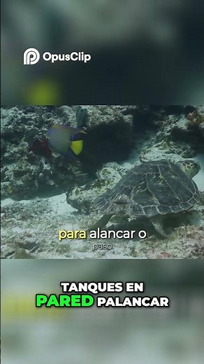 Cozumel Ferry, Buceo y Snorkel ¡Guía de Viaje Económica!