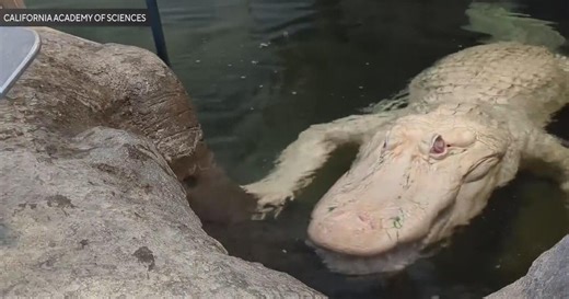 Claude the albino alligator at Cal Academy dies at age 30