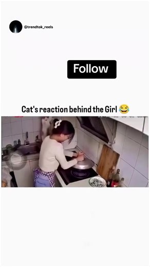#viraltiktok #viral_video #funnyvideos | cat gift reaction