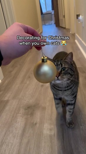 Chip The Manx on TikTok