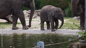 Little Asian or Asiatic elephant, Elephas maximus is the only living species of the genus Elephas and is distributed in Southeast Asia from India and Nepal in the west to Borneo in the east.