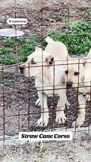 Straw Cane Corso - White Cane Corso Video