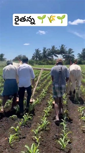 రైతన్న 🌱🌾🌱#farmer #villagelife #annadhatha #kannareddy #kanna #countrylife #trending #farmlife #love