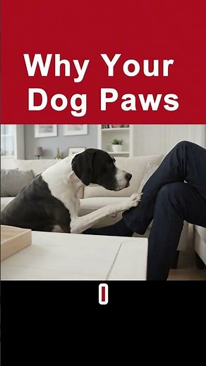 Why Does My Dog Paw At Me? 🐾 | Does Your Dog Want Your Attention? 🐕 | How To Get Peace At Home🦴✅