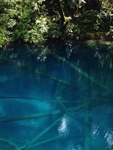 Positive Environmental News: Wildlife Conservation Efforts