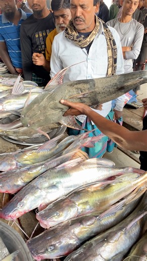 Big baghair fish catch in Padma river॥ #reelsfbシ #reelsfypシ #palerchar #FishPrice #village #fishmarket #padmariver #shorts #fishing | Village Boy BD