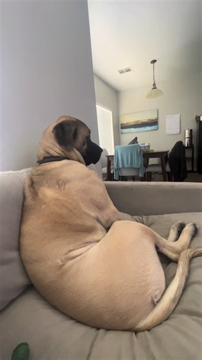 1-Year-Old Baby's Funny Reaction to Food Denial