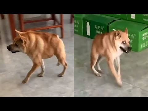 Beautiful Dog With Short Spine Syndrome Just Wants To Run Around