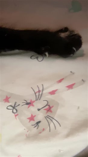 #cat #TheOracleTheCat #meow #oracle #catsoftiktok