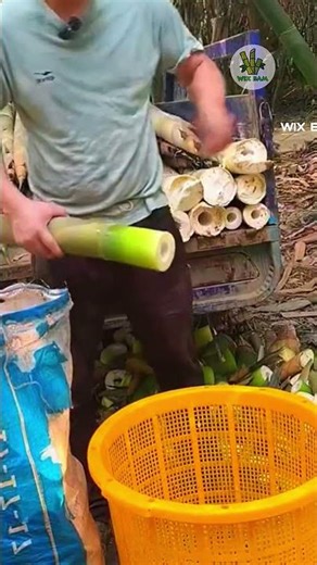 Cutting Bamboo Shoots