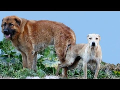 Very Kind Dog Meets His Bride #dogmating