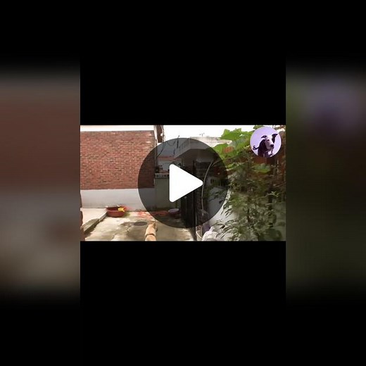 Understanding the Emotional Depth of Dogs - Do Dogs Grieve?