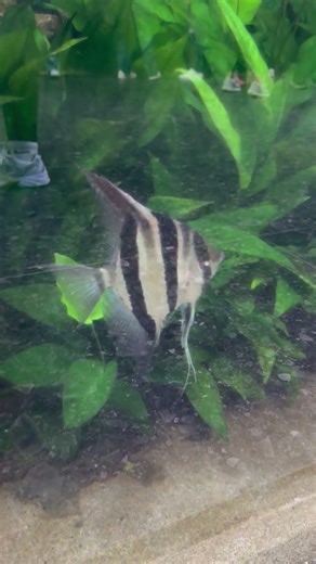Beautiful Altum Angelfish Tank