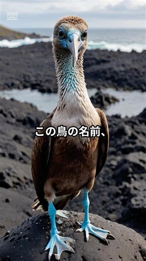 名前だけで二度見する動物②【アオアシカツオドリ】