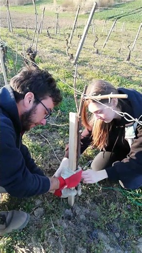 Throwback to binding and straightening new grapevines in 2020 ⏳🌱