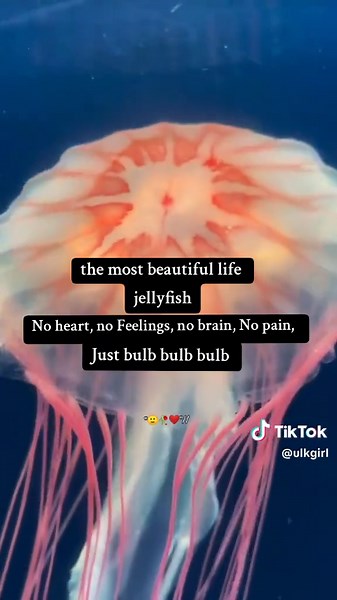The Beauty of Jellyfish Life