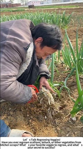 Replanting Scallion Roots – One Harvest, Many Returns! 🌿🧑‍🌾