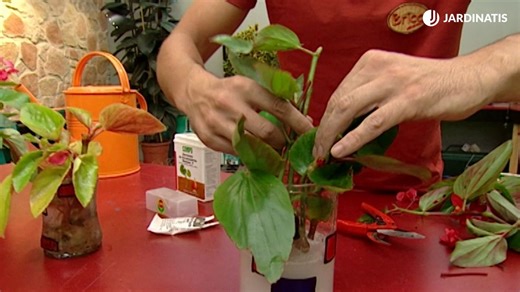 Cómo reproducir begonias mediante esquejes de tallo